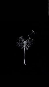 Hình nền đen đẹp