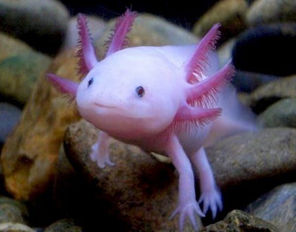Cách nuôi kỳ nhông Mexico (Axolotl)