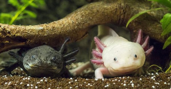 Bể nuôi Kỳ Nhông Axolotl