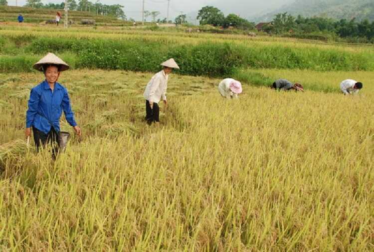 Cánh đồng Mường Thanh - Nơi cung cấp lúa gạo lớn nhất nước