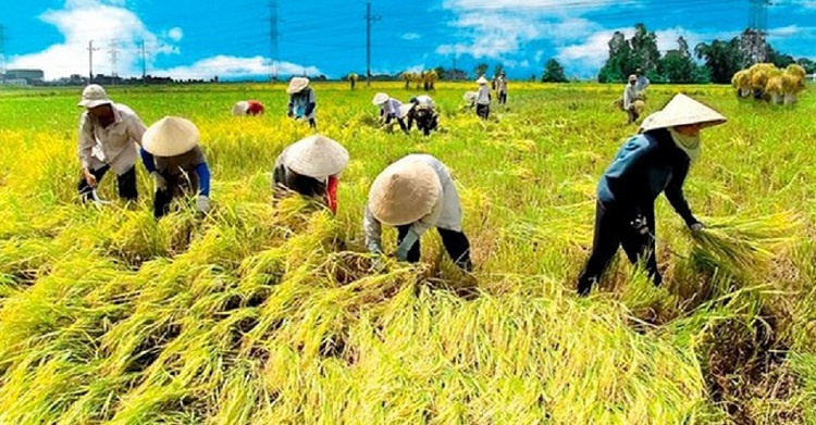 Tham gia gặt hái cùng bà con nông dân tại Cánh đồng Mường Thanh