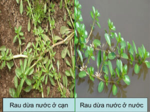 Thường Biến Là Gì? Đặc Điểm | Vai Trò & Ý Nghĩa của Thường Biến Trong Tự Nhiên 8 hinh anh thuong bien o cay dua nuoc