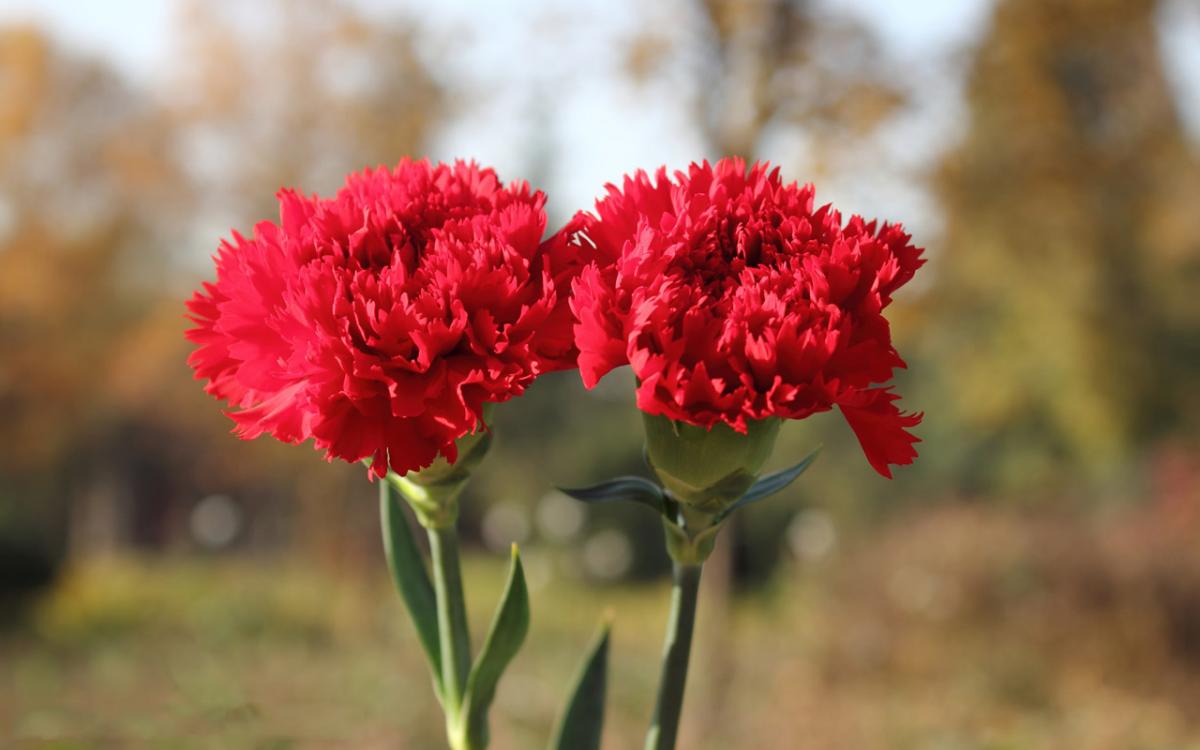 Tránh tặng hoa cẩm chướng cho bạn gái