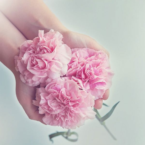 Màu hường của hoa cẩm chướng