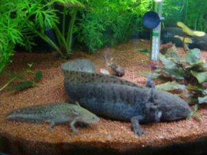 mua kỳ nhông mexico hà nội