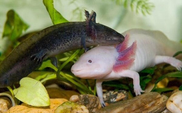 Cách phối giống Kỳ nhông Axolotl