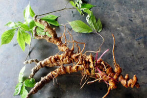 Sâm Ngọc Linh là gì? 