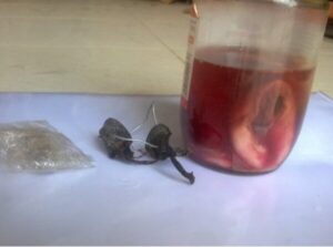 nhau mèo là gì, nhau mèo, nhau mèo có tác dụng gì, nhau mèo đen, mang nhau mèo đi đánh bài, nhau mèo đẻ, nhau mèo giá bao nhiêu, nhau mèo có hên không, bùa nhau mèo có tác dụng gì, nhau meo co hinh dang nhu the nao, nhau mèo khô