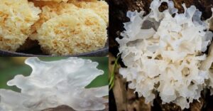 thanh phan dinh duong co trong nam tuyet